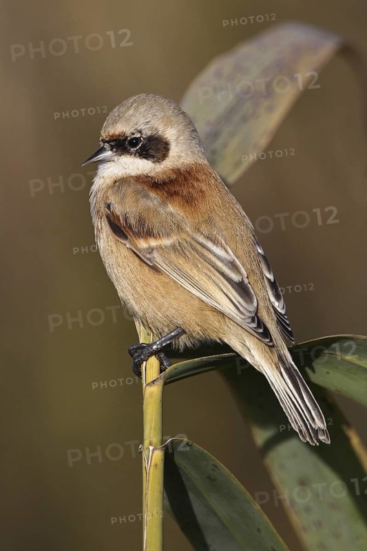 Eurasian Penduline Tit (Remiz pendulinus) male, Aargau, Switzerland