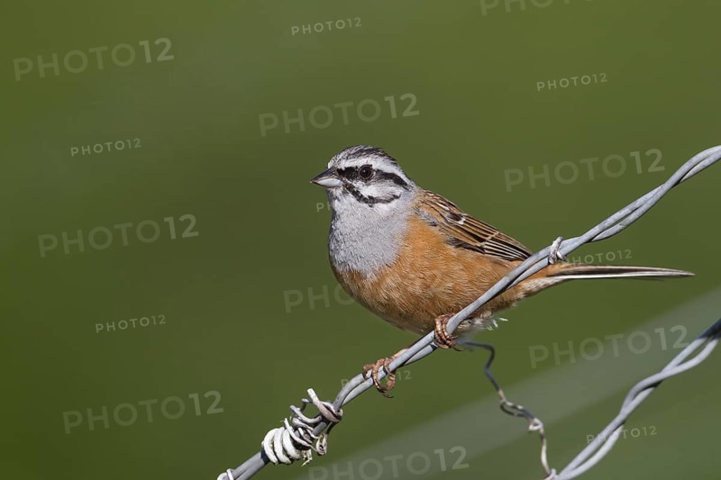 Rock Bunting -Zippammer - Emberiza cia ssp. cia, Germany, adult male