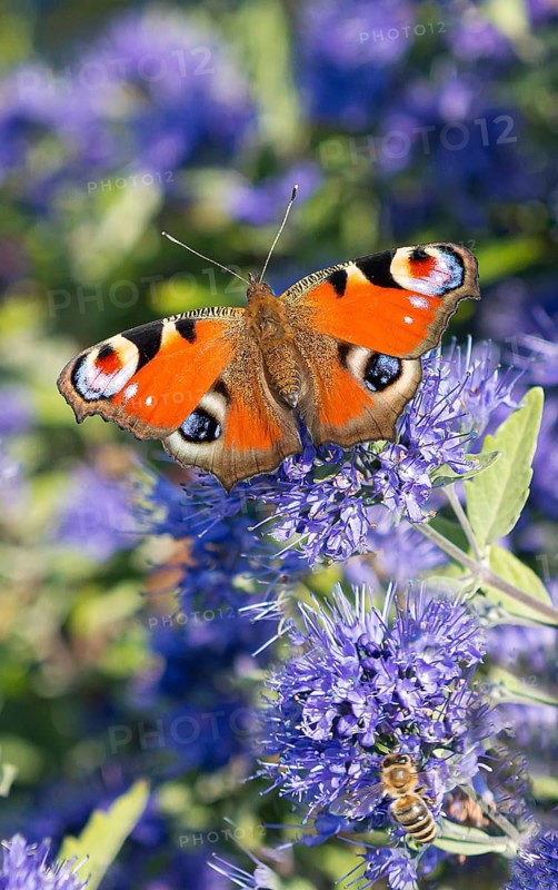 Bearded flower (Caryopteris × clandonensis 'Blauer Spatz'), BS Sämann, Germany