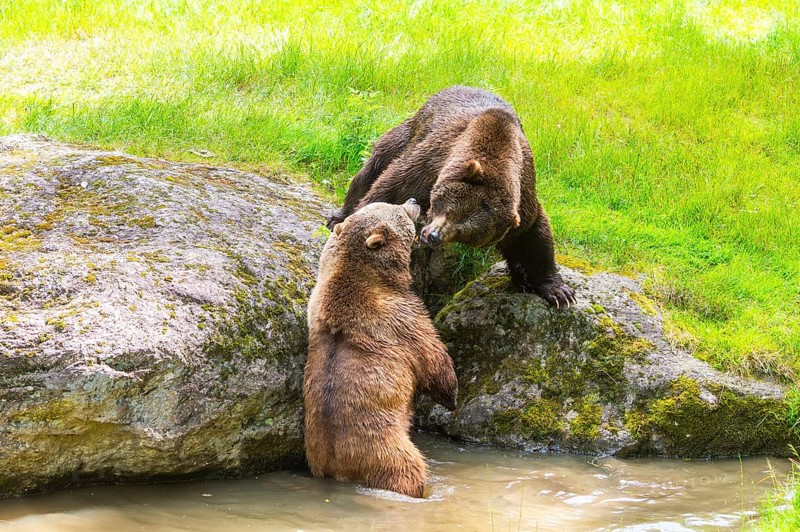 Eurasian brown bear (Ursus arctos arctos) playing with each other at a little lake, Bavarian Forest, Bavaria, Germany