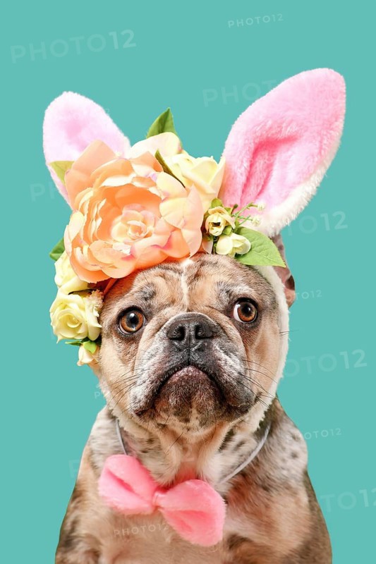 Cute merle French Bulldog dog wearing Easter bunny costume ears headband with rose flowers on green background