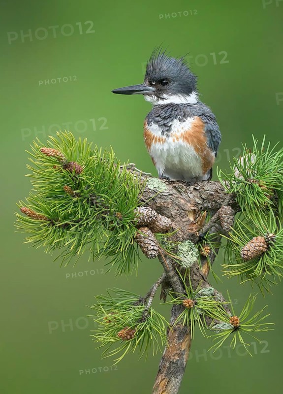 Belted Kingfisher (Megaceryle alcyon) female perched on a branch, Colorado, USA