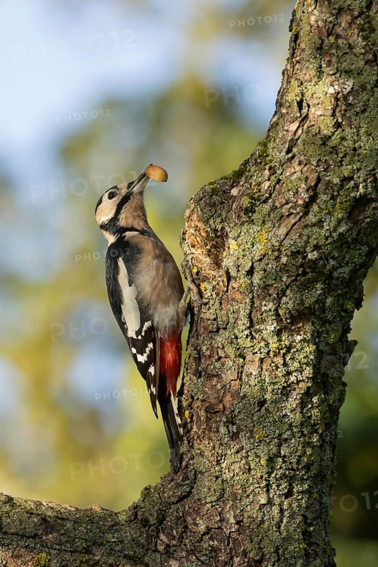 Great spotted woodpecker (Dendrocopos major) adult bird on a tree trunk with an acorn in its beak in autumn, Suffolk, England, United Kingdom