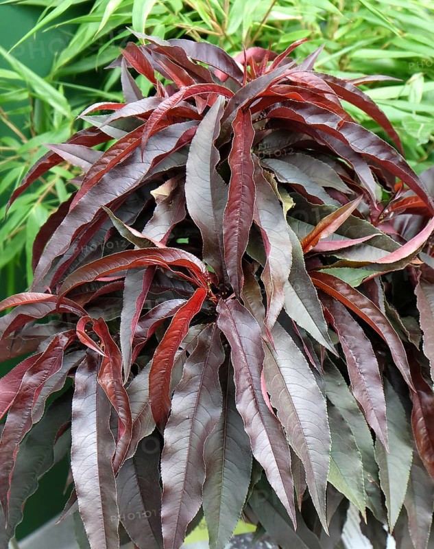 Dwarf peach (Prunus persica CRIMSON BONFIRE), Merkel family, Germany