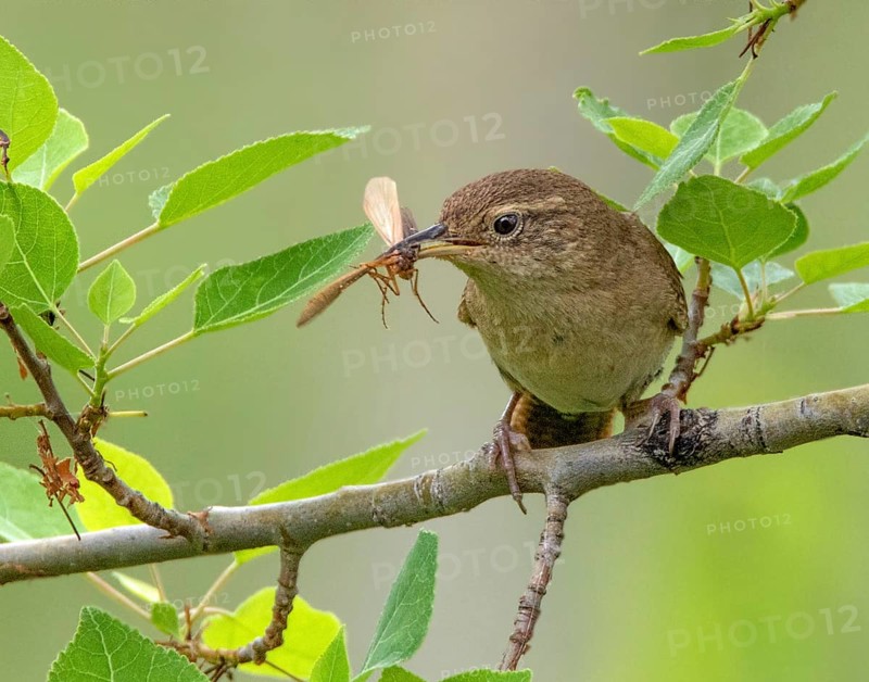A House Wren, Troglodytes aedon, with its meal in Saskatchewan, Canada