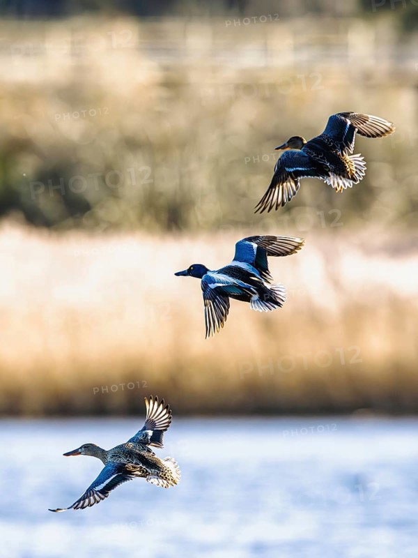 Northern Shoveler, Spatula clypeata, birds in flight over marshes