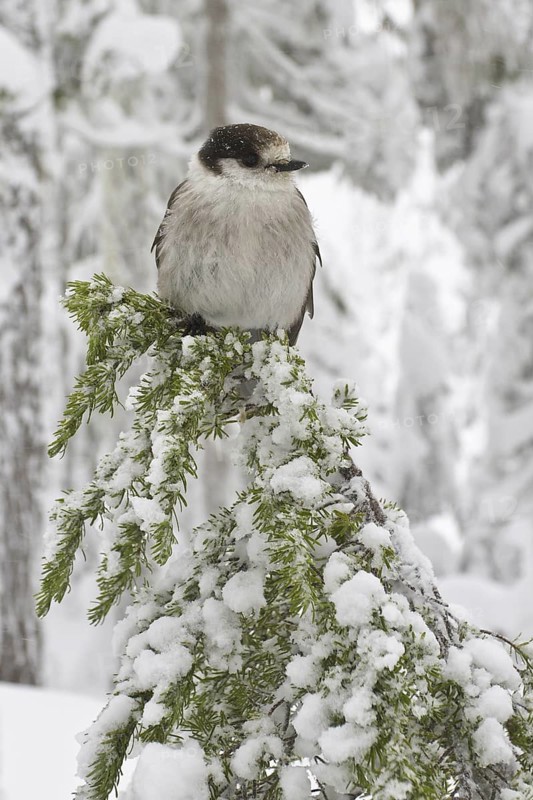 Grey Jay (Perisoreus canadensis), British Columbia, Canada