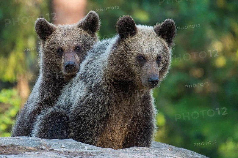 Eurasian Brown Bear (Ursus arctos) two cubs in forest, Finland