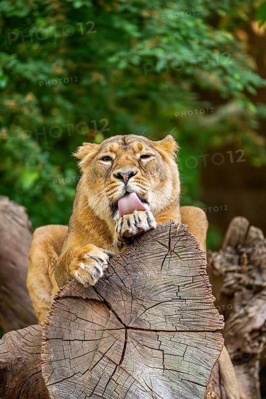 Asiatic lion (Panthera leo persica) female lying on a tree trunk, captive, Germany