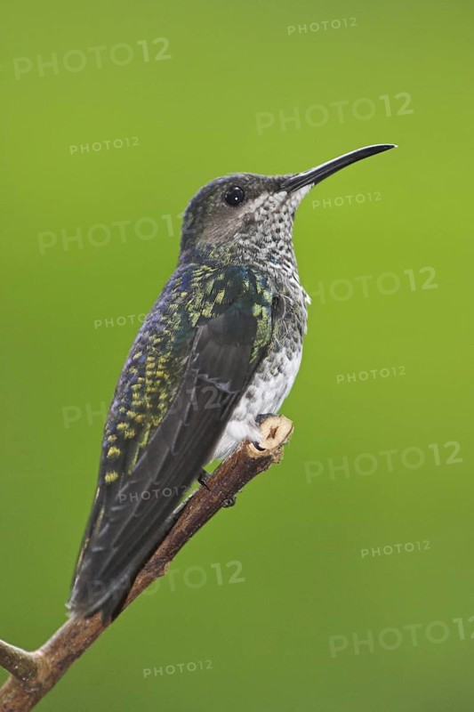 White-necked Jacobin (Florisuga mellivora), Ecuador