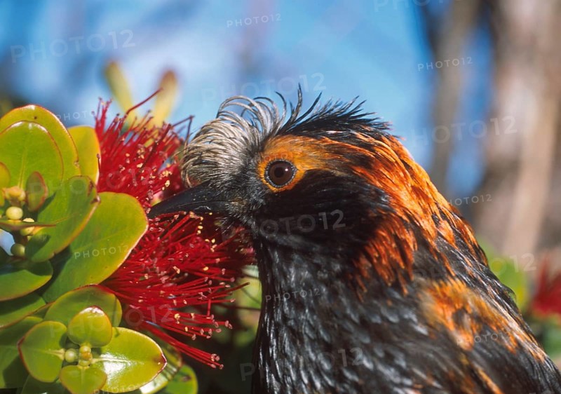 Maui endemic species, Endangered Hawaiian Honeycreeper Photographed on Maui at Hanawi State Preserve. This is an In the hand photo