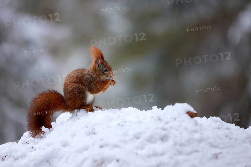 Eurasian Red Squirrel (Sciurus vulgaris) feeding in snow in winter, Switzerland