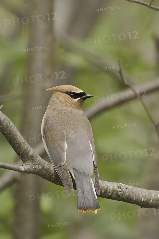 Cedar Waxwing (Bombycilla cedrorum), Ontario, Canada