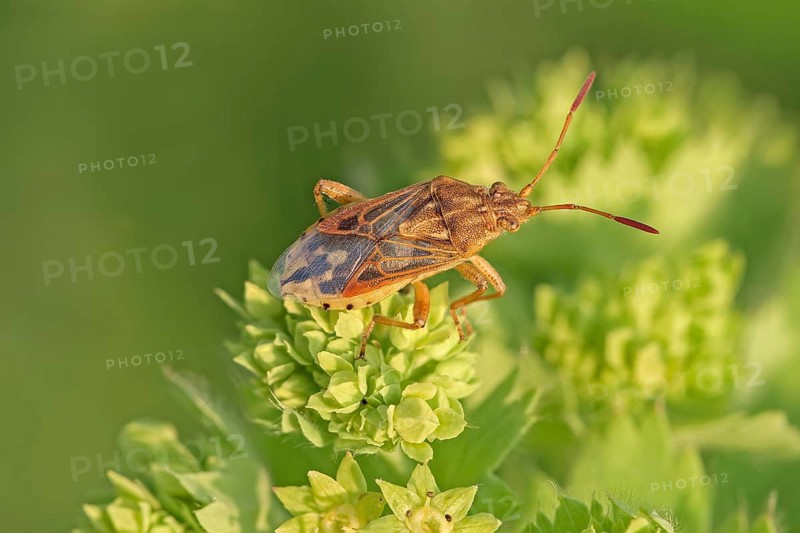 Pale pore bug (Stictopleurus abutilon), beautiful mallow glass-winged bug, sits on roller spurge (Euphorbia myrsinites), myrtle-leaved spurge, Germany