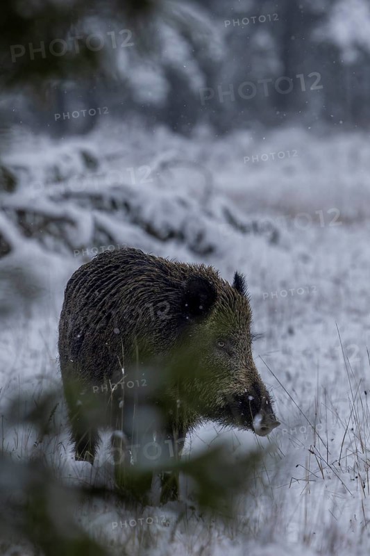 A wild boar (Sus scrofa) attentively observes the edge of the forest opposite, early winter, winter, snow, cold, intoxication season, mating season, November, Denmark