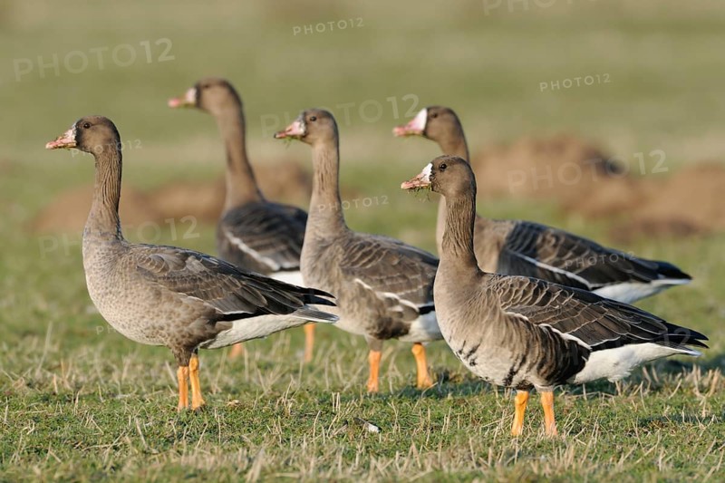 Greater White-fronted Goose (Anser albifrons) group, North Rhine-Westphalia, Germany