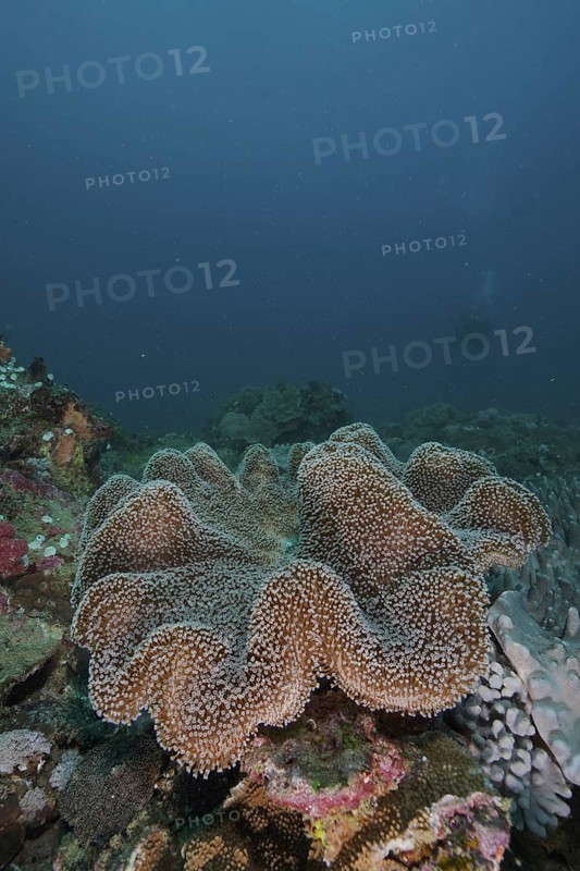 Mushroom leather coral (Sarcophyton glaucum)