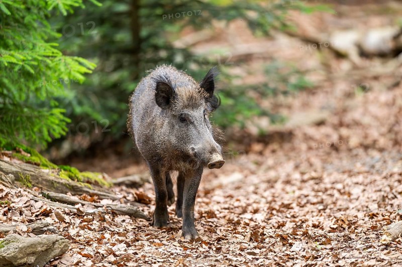 Wild boar (Sus scrofa) walking in a forest, Bavaria, Germany