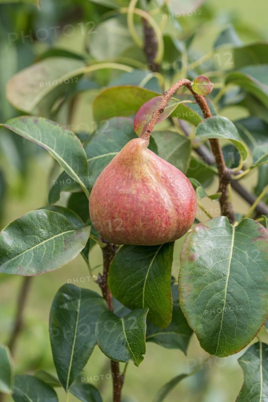 Pear (Pyrus communis 'Petersbirne'), Cambridge Botanical Garden, Germany