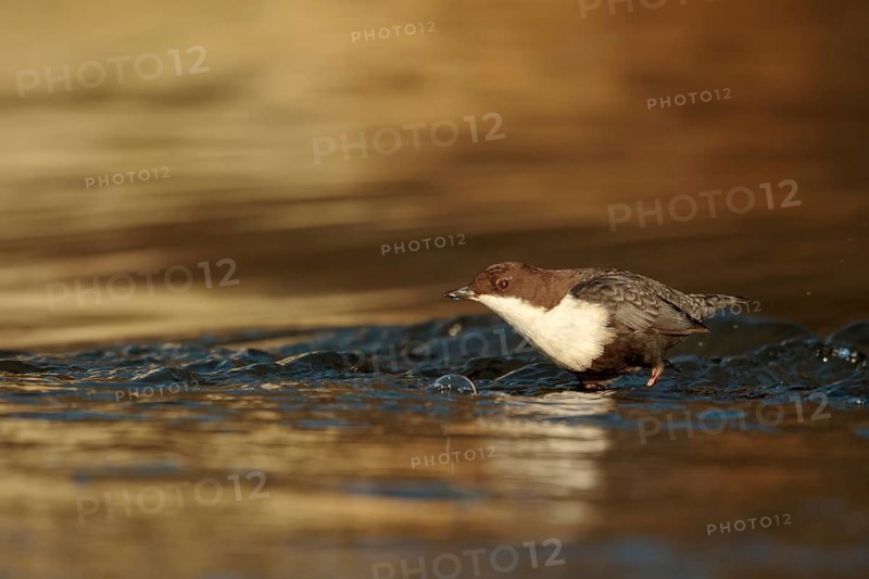 Zwartbuikwaterspreeuw foerageerend bij beek, Black-bellied Dipper at a brook