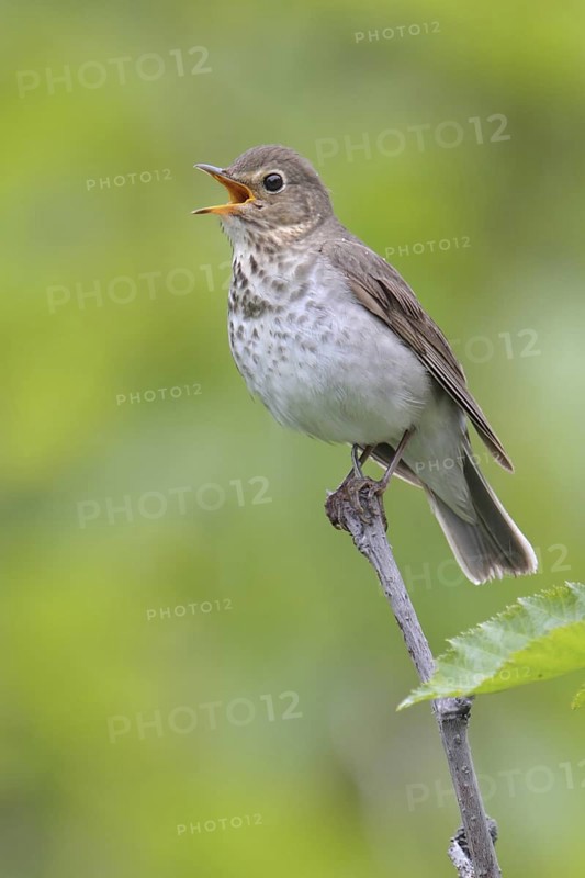 Swainson's Thrush (Catharus ustulatus) singing, Alaska, USA