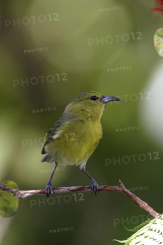 Kauai Amakihi (Chlorodrepanis stejnegeri) male, Hawaii, USA