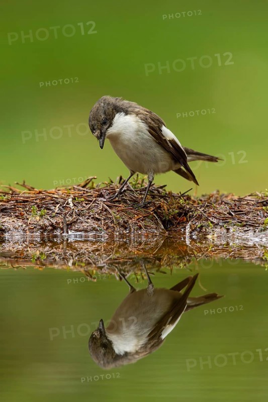 European Pied Flycatcher (Ficedula hypoleuca) male, Utrecht, Netherlands