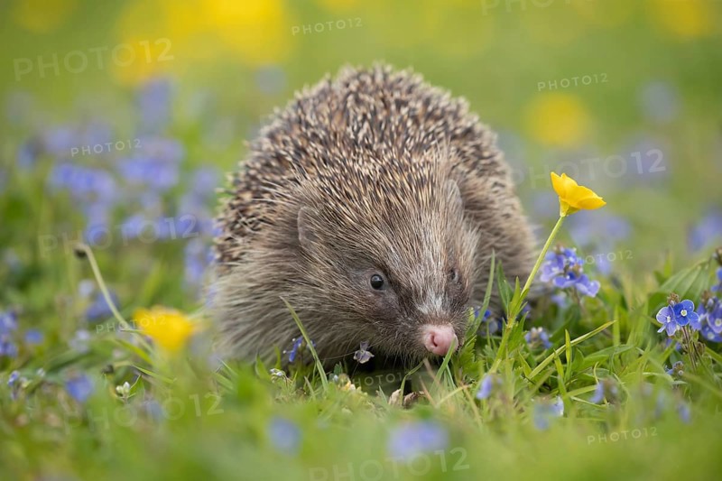 European hedgehog (Erinaceus europaeus) adult animal in a countryside meadow with Meadow buttercup (Ranunculus acris) and Speedwell (Veronica spp) flowers in the spring, England, United Kingdom