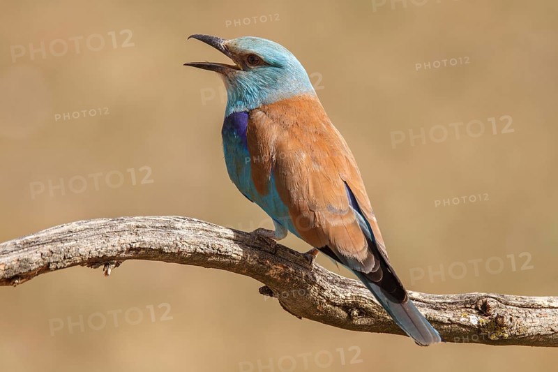 European Roller (Coracias garrulus), perched on a branch calling, Castile-La Mancha