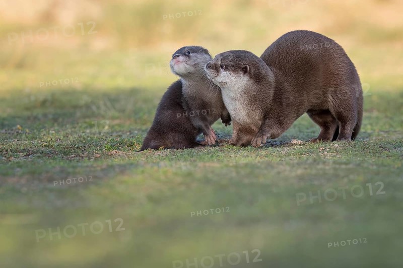 Eurasian Otter (Lutra lutra) adult with young, Castile-La Mancha, Spain