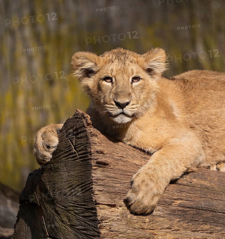 Asiatic Lion (Panthera leo persica), young lying on a tree trunk and looking attentively, occurring in India, captive