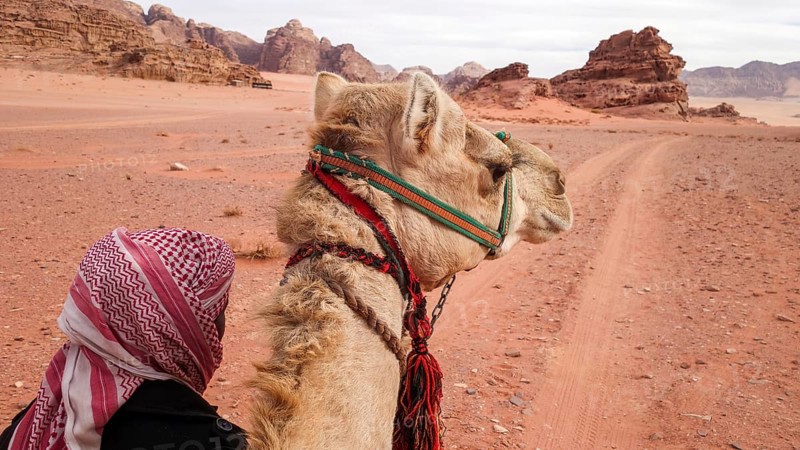 A traditional bedouin guiding a camel through the red sands and rugged terrain of Wadi Rum, a famous desert in Jordan renowned for its stunning natural beauty and historic significance