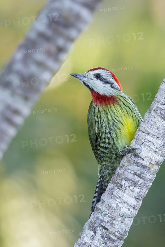 Cuban Green Woodpecker (Xiphidiopicus percussus) perched on a branch in Cuba