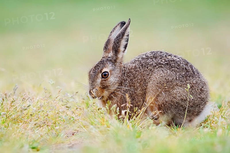 European hare (Lepus europaeus), young animal sitting in a meadow and eating grasses, North Rhine-Westphalia, Germany