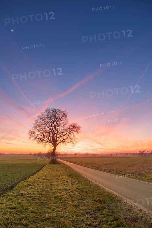 View along a road to a solitary tree in an agricultural environment with blue sky streaked with vapour trails at sunset, Schneeren, Neustadt am Rübenberge, Hanover Region, Lower Saxony, Germany