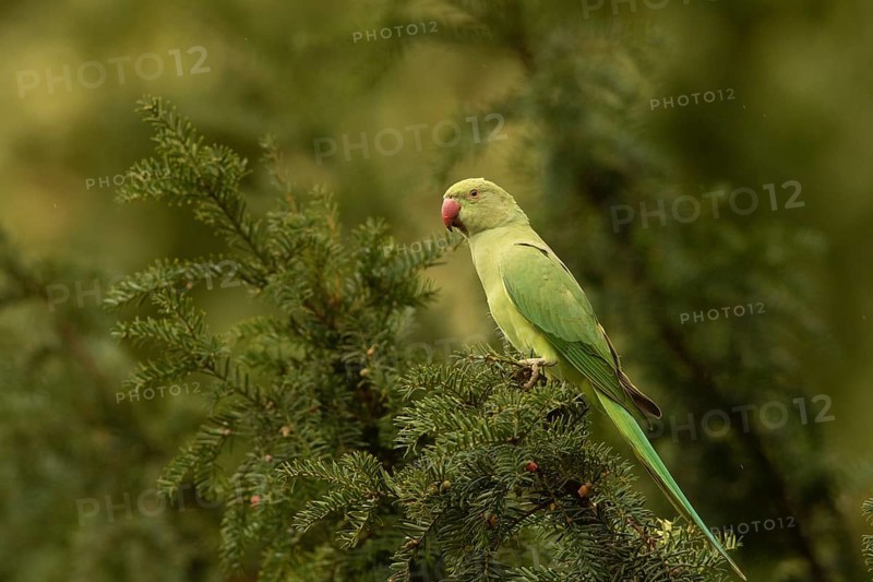 Rose-ringed Parakeet (Psittacula krameri) female perched in European yew (Taxus baccata) tree, Hesse, Germany