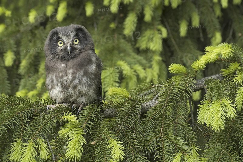 Boreal Owl (Aegolius funereus) juvenile, Saxony, Germany