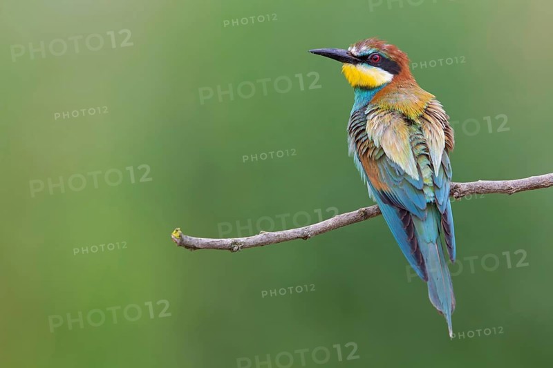 Bee-eater, (Merops apiaster), Animals, Birds, Raptor family, Perching station, Muselievo, Muselievo, Pleven, Bulgaria