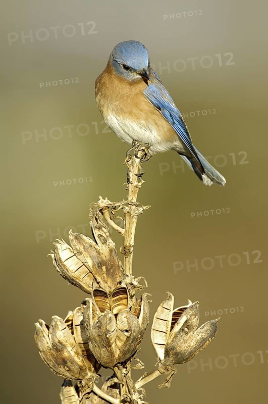 Eastern Bluebird (Sialia sialis), Texas, USA