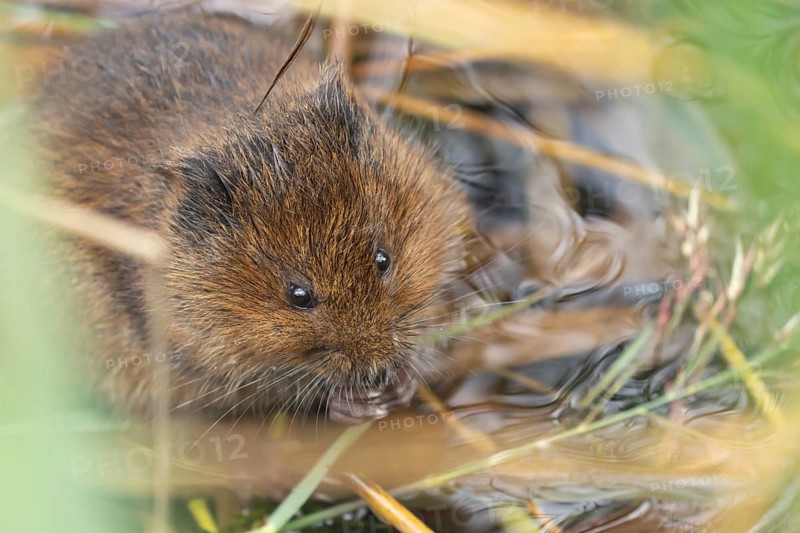 Water vole (Arvicola amphibius) adult rodent animal feeding on a reed leaf on a pond in summer, RSPB Minsmere nature reserve, Suffolk, England, United Kingdom