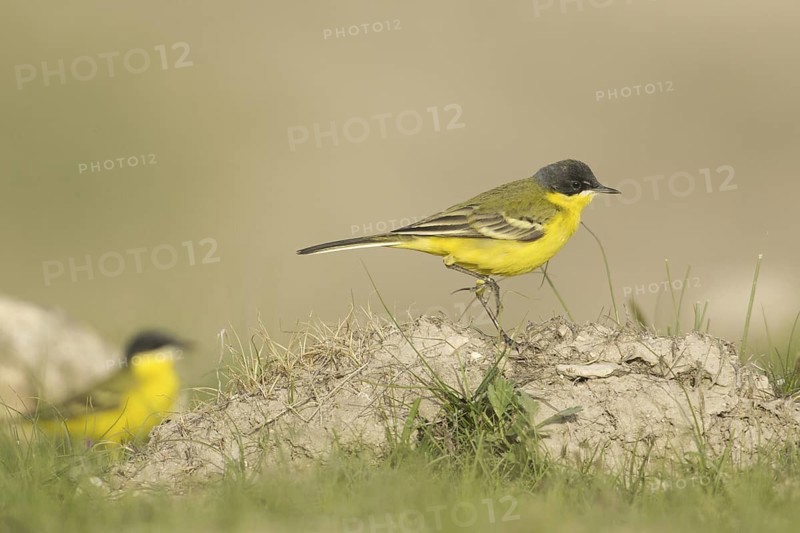 Western Yellow Wagtail (Motacilla flava thunbergi), Turkey