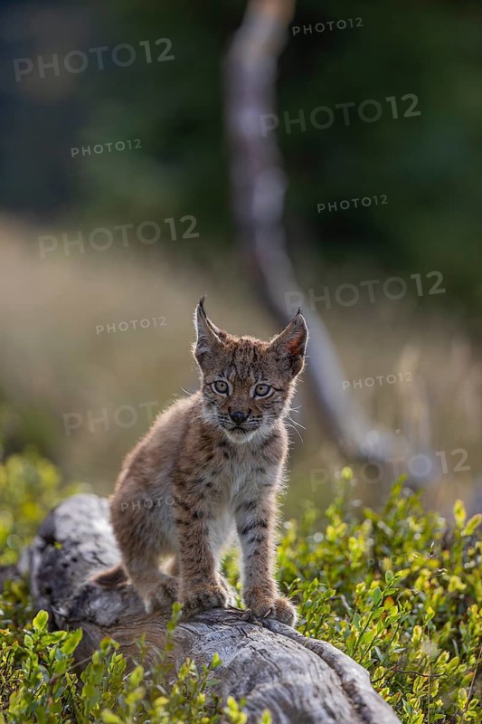 One young (10 weeks old) male Eurasian lynx, (Lynx lynx), walking over a rotten tree. Backlit condition
