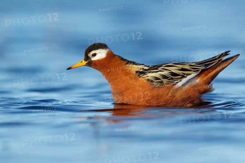 Red Phalarope (Phalaropus fulicarius) feeding on a small pond on the tundra in Northern Alaska