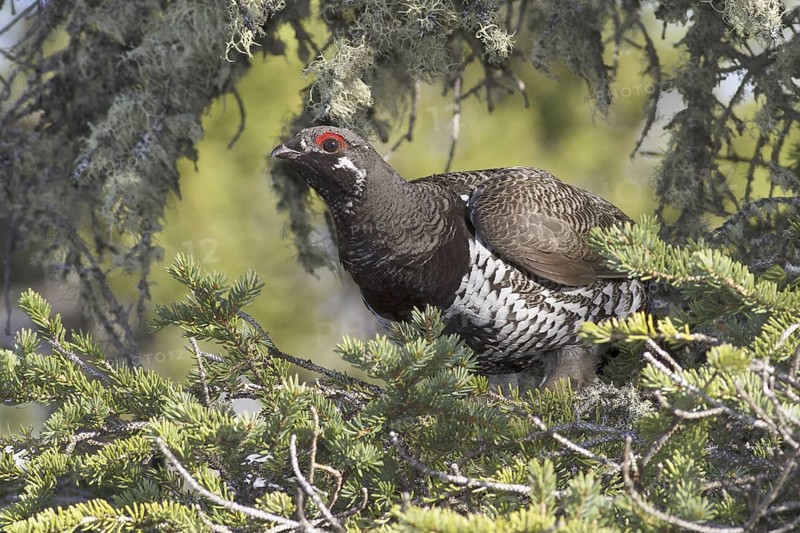 Spruce Grouse (Falcipennis canadensis) male, Manitoba, Canada