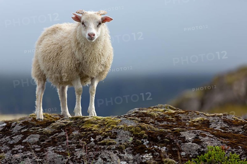 Sheep, Iceland, animal, animals, mammals, Icelandic sheep, resting, Kálfafellsstaður, Austurland, Iceland