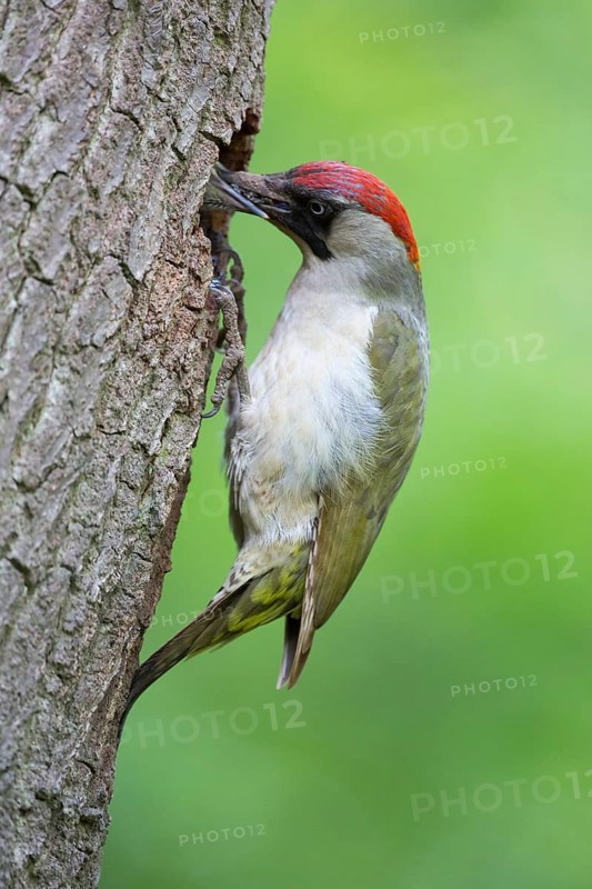European Green Woodpecker (Picus viridis) female feeds chick in breeding cavity, Rhineland-Palatinate, Germany