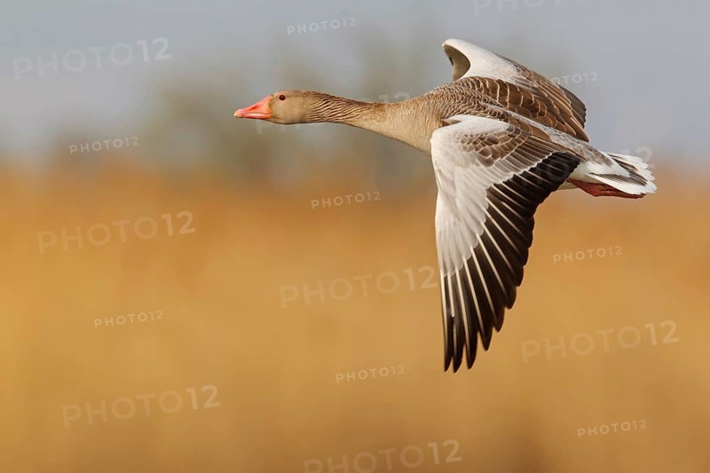 Greylag Goose (Anser anser) flying, Lake Neusiedl, Austria