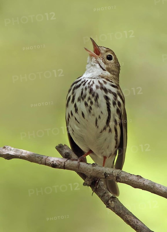 Ovenbird (Seiurus aurocapilla) singing, Saskatchewan, Canada