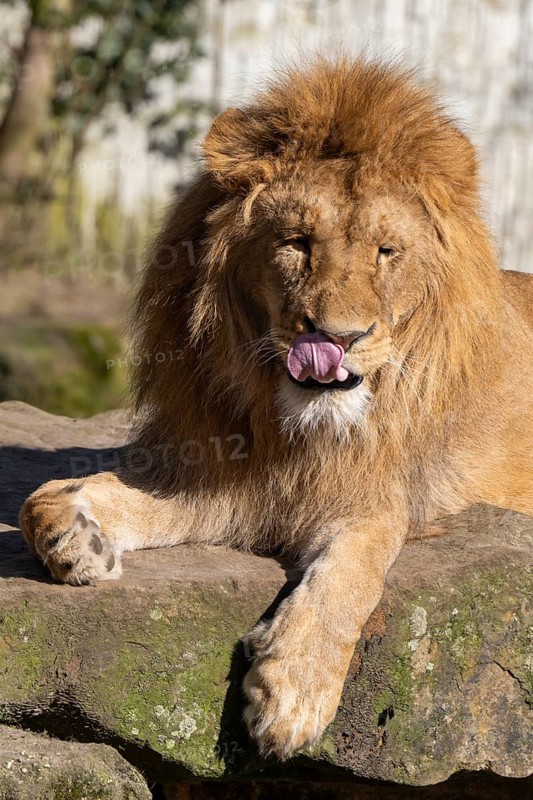 Lion (Panthera leo), lies on a rocky plateau, sticks out its tongue, found in South Africa and East Africa, captive