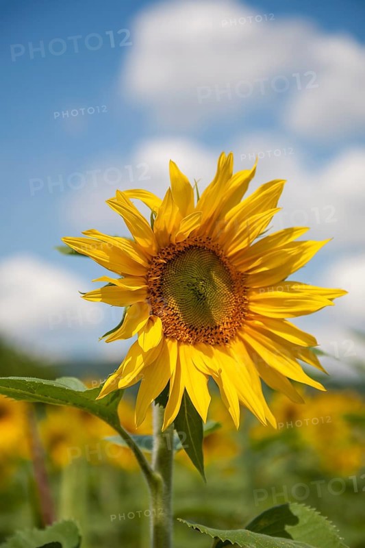 Sunflower in the foreground of a field under a blue sky, Southern Palatinate, Palatinate, Rhineland-Palatinate, Germany